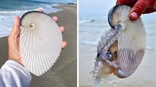 Greater Argonaut  Lives in a Paper Boat!