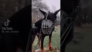 Doberman