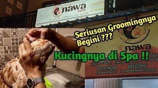 Jurus Jitu Grooming Kucing Sehat dan Super Bersih | Onawa Cat Shop Bali | Halo Satwa