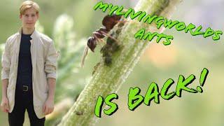 Mylivingworlds ants is back! (2020)