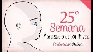 SEMANA 25 de #Embarazo | 6º Mes | Semana a semana