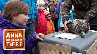 Knochen für den Bartgeier | Reportage für Kinder | Anna und die wilden Ti