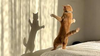 The Most dramatic cats moments ever!  Funny Cat Videos 2025 