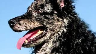 The Mudi, a medium-sized sheepdog.