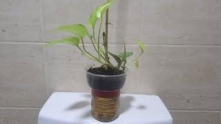 Boy d Xplorer at Home: Best DIY Pot for Money Plant (Epipremnum Aureum) w/ Removable Water Container