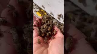 My Favorite Way to Move Bees