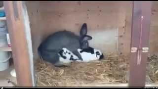 Funny rabbits