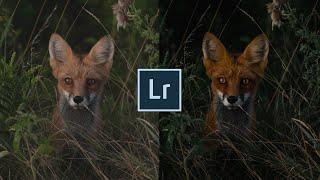 How to edit moody wildlife photography in Lightroom | My Free Lightroom Preset Included!