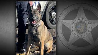 Denver Sheriff's Department dog in K-9 unit saved from euthanasia