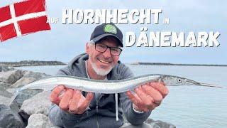 Hornhecht-Angeln in Dänemark - alles über Köder, Montagen, Gerät, Stellen und Bestimmungen