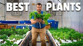 What are the BEST PLANTS to grow in AQUAPONICS?