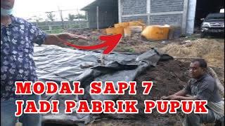 TERNAK SAPI PAK BAYU | Urine sapi jadi pupuk cair #bayudiningrat  #bayusehatmandiri #pertanian