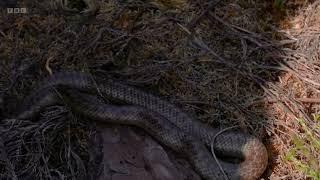 Smooth Snakes on Springwatch: Watch Out 2024