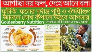 Golden berry||physalis||rasbhari|tomatillo||গোল্ডেন বেরী দেশি ফলের নতুন সেনসেশন||দেখামাত্রই খাবেন