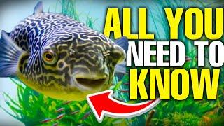 Freshwater Puffer Fish Are The BEST (And Here's Why)
