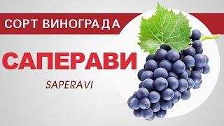 Сорт винограда Саперави