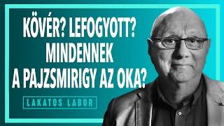 LAKATOS LABOR 1.: MIFÉLE BETEGSÉGEKNEK LEHET A PAJZSMIRIGY AZ OKA? - dr. Lakatos Péter, belgyógyász