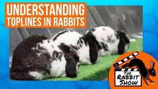 Understanding Toplines in Rabbits