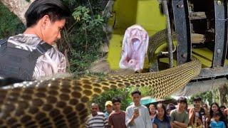 ETO NAPO UPDATE SA KING COBRA