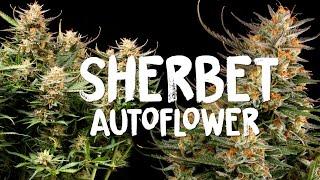Sherbet Autoflower Seed to Harvest SEEDSTOCKERS | Spider Farmer SE7000 LED Grow Light