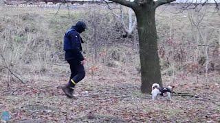 Dog helps locate mines in Ukraine after Russian retreat