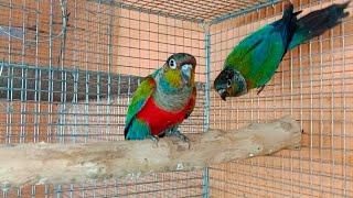 Crimson Bellied Conure || New Member For Rajdip Aviary 