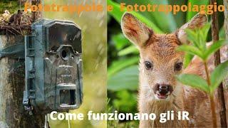 Fototrappola e Fototrappolaggio - Come funzionano gli IR