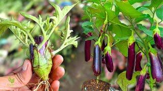Since knowing this method, multiplying eggplants is very easy and fast