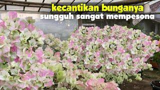 BOUGENVILLE BENGAWAN SOLO