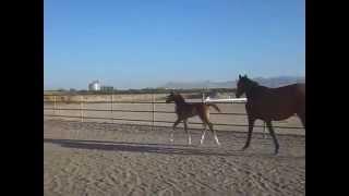 Pellegrina and Oberon 06-07-14