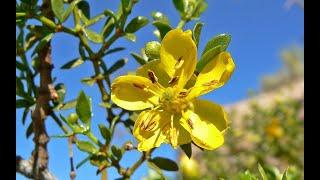 Medicinal Uses of Chaparral (aka Creosote bush), Larrea spp.