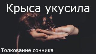 Крыса укусила - толкование сонника