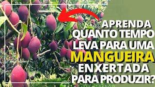 APRENDA QUANTO TEMPO LEVA UMA PRODUÇÃO DE MANGA PALMER COMERCIAL PARA FRUTIFICAR!!