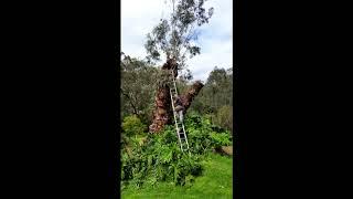 Baumr-AG 24" Chinese chainsaw Takes on a large Gumtree