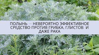  Полынь — невероятно эффективное средство против грибка, глистов  и даже рака.