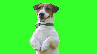 Cute Dog Green Screen | Dog Green Screen Video | Dog Green Screen HD