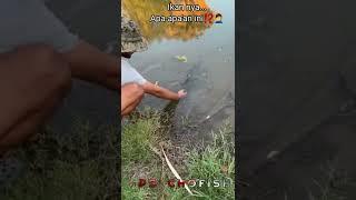 Ikan nya NURUT banget⁉️ #ikan #predatorfish #fishing #fishingvideo #ikanhias #ikanpredator #viral