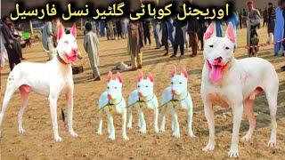 Pure pink nose Kohati gultair | Dogs Market | dog mandi | pk Animals