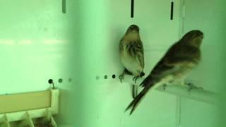 Carduelis flavirostris brevirostris & Unica