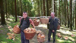 Giant mushrooms. Picking WILD MUSHROOMS 2023, Extreme Boletus Mushrooms, large mushrooms picking.