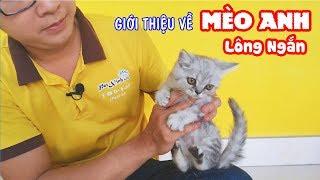 Giới thiệu cách nuôi Mèo Anh Lông Ngắn