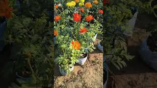 Cosmos Flower Plants Unique Color Pattern #youtubeshorts #cosmos #flowers #gardening