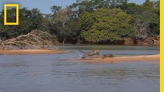 Jaguar Attacks Crocodile Cousin (EXCLUSIVE VIDEO) | National Geographic