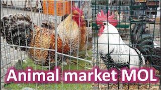 LARGEST Animal Market  GROOTSTE Dierenmarkt  Mol (Belgium)