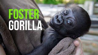 Louisville Zoo Welcomes Infant Gorilla for Fostering