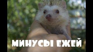 РЕАЛЬНЫЕ МИНУСЫ ЕЖА