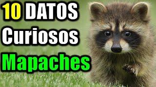 10 Datos Curiosos de los Mapaches - ¿Para qué sirve su antifaz?