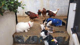 Funny kittens VS Chickens, Kucing Lucu VS Ayam