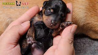 Cutest moments of a happy baby newborn puppy | Animal vet clinic