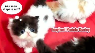 Bayi Kucing Belajar Mandi | Cara Memandikan Anak Kucing